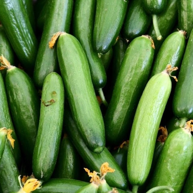 Organic Cucumbers