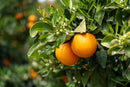 Organic Orange