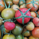 Organic Tomato