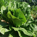 Organic Lettuce (1 bunch)