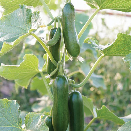 Organic Baby Cucumber 500g