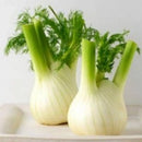 Organic Fennel Bulb 1 piece