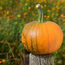 Organic Pumpkin