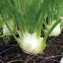 Organic Fennel Bulb 1 piece