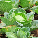 Organic Cabbage 1 kilo