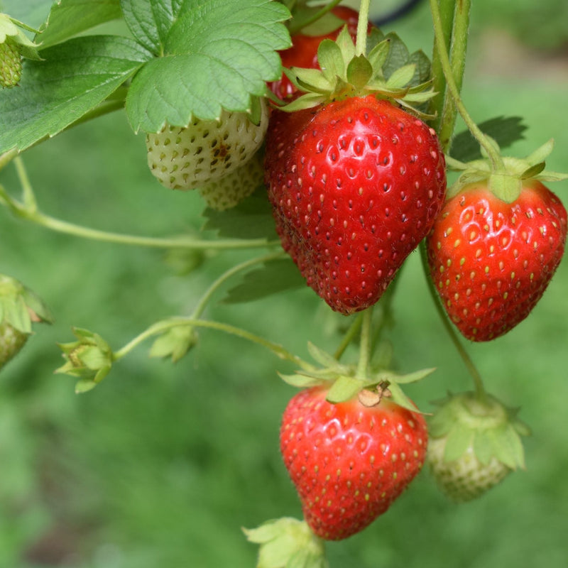 Organic Strawberry