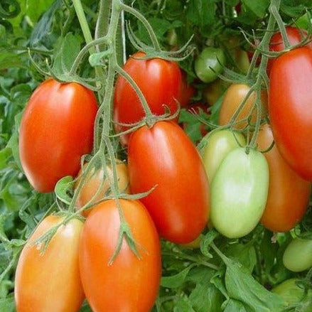 طماطم كرزية عضوية 200 جرام